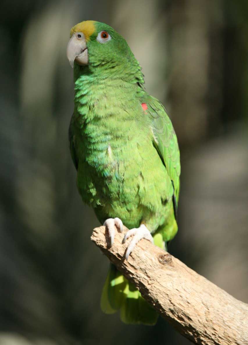 Amazona ochrocephala